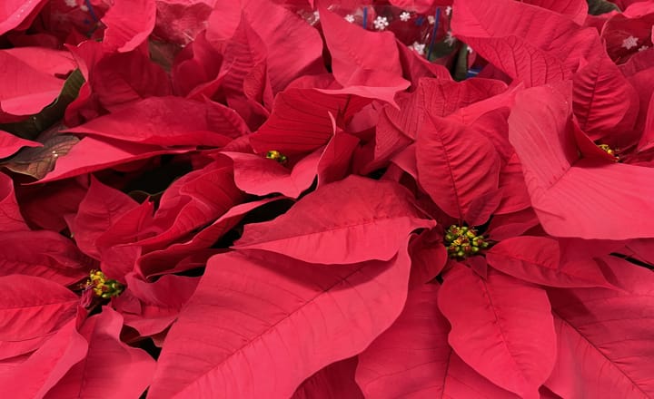 una flor de pascua roja para regalar