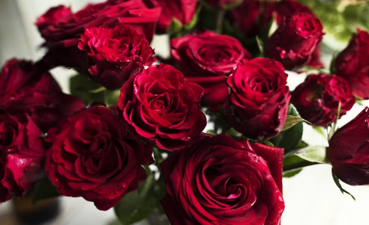 rosas rojas para reglar flores en San Valentín