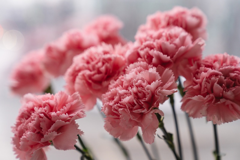 claveles rosas de funeral